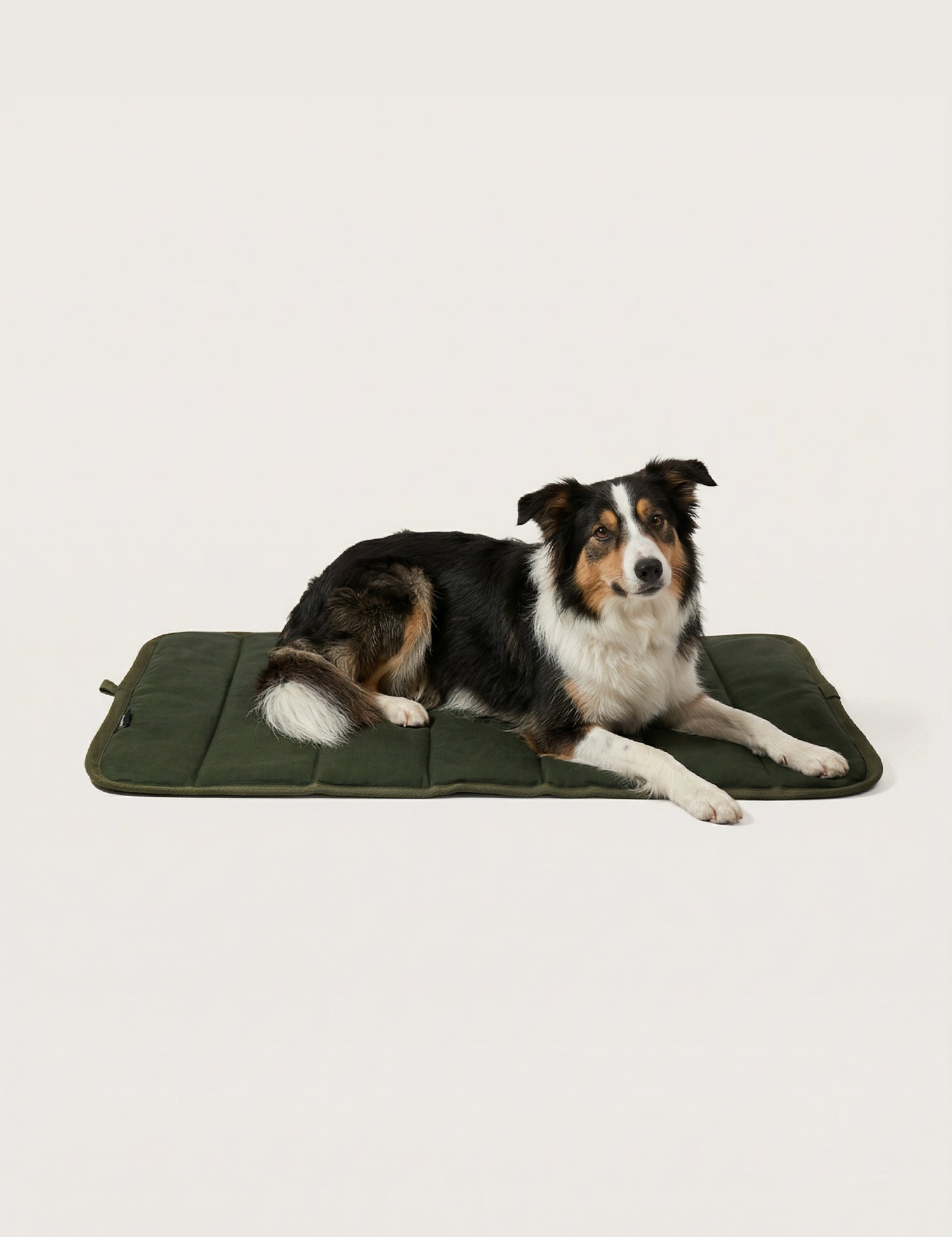 Dog lying on a green pet mat against a beige background