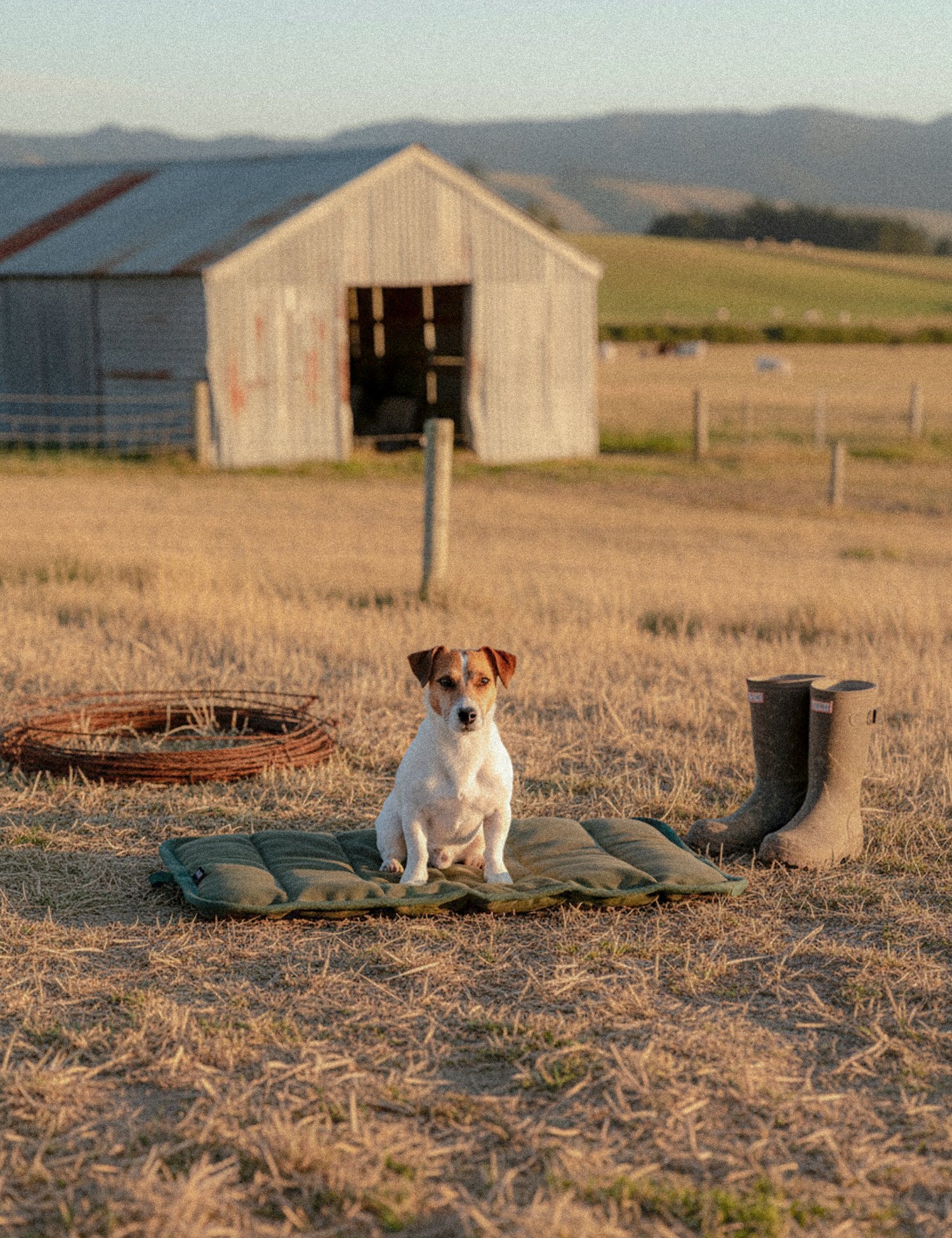 Dog sitting on a mat in a field with a barn in the background
