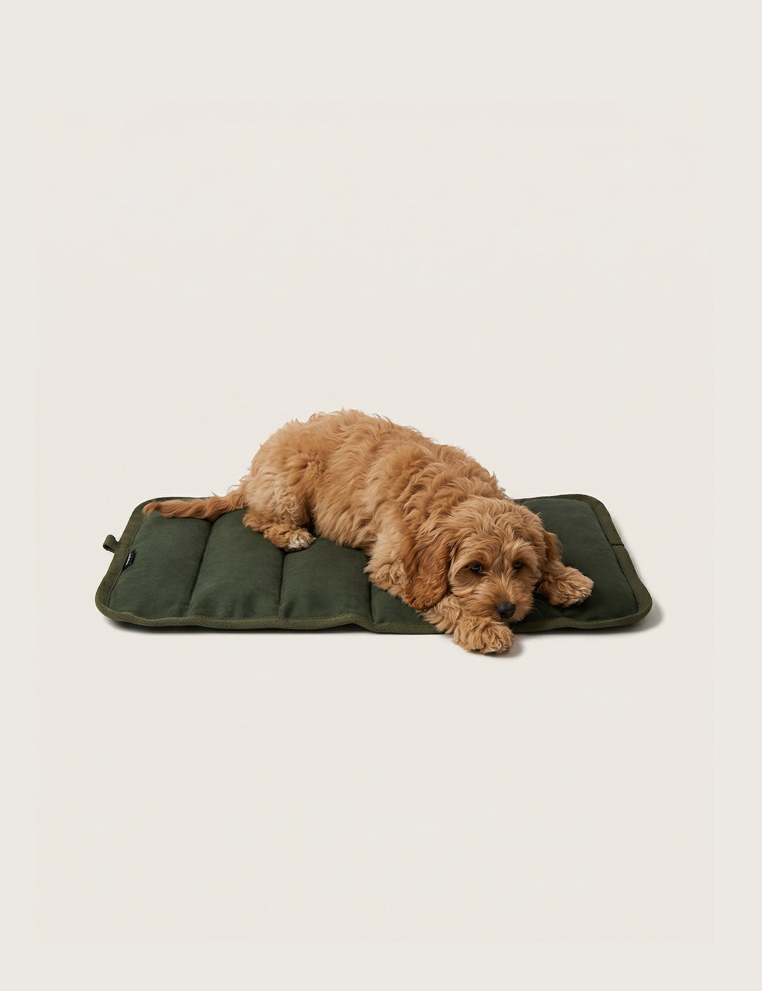 Dog lying on a green pet mat against a beige background
