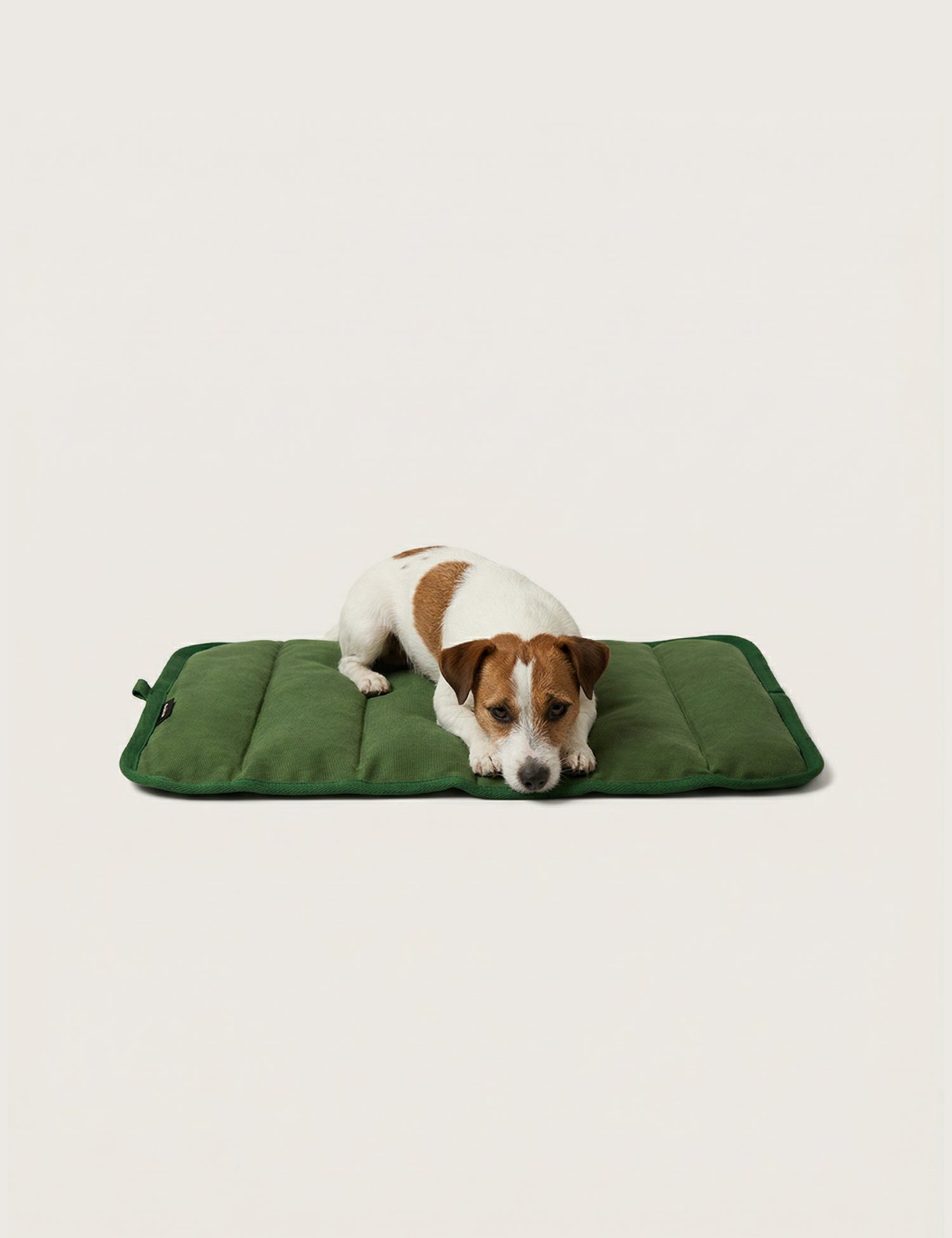 Dog lying on a green mat against a white background